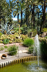 Image showing Huerto del Cura garden