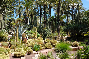 Image showing Huerto del Cura garden