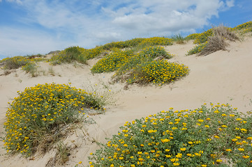 Image showing Dune vegetation