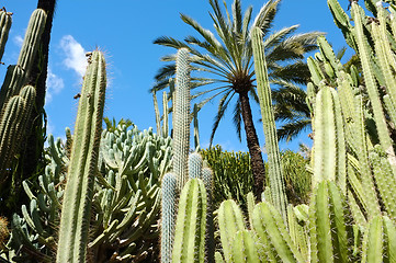 Image showing Botanical garden