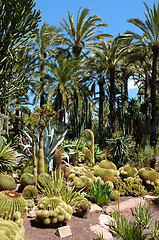 Image showing Huerto del Cura garden