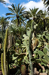 Image showing Cacti and palm trees