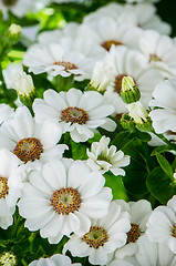 Image showing Beautiful Chrysanthemum flowers 