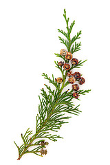 Image showing Cedar Leaves