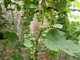 Image showing Grape picture