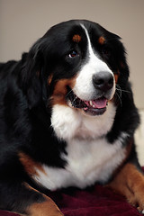 Image showing Bernese Mountain Dog