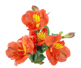 Image showing Orange flowers and green leaf