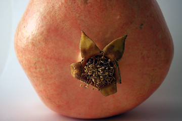 Image showing pomegranate leaves