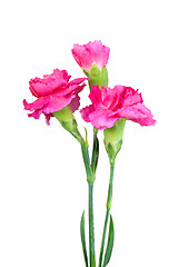 Image showing Bouquet of three a pink carnations