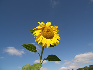 Image showing sunflower