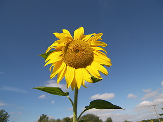 Image showing sunflower