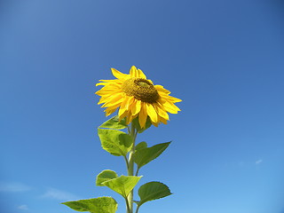 Image showing sunflower