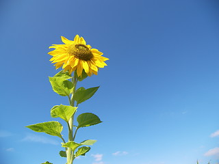 Image showing sunflower