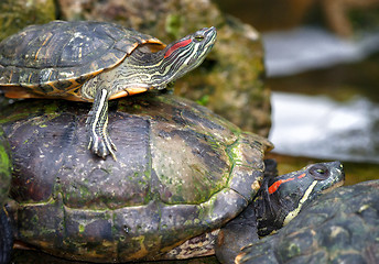 Image showing tortoises on waters edge