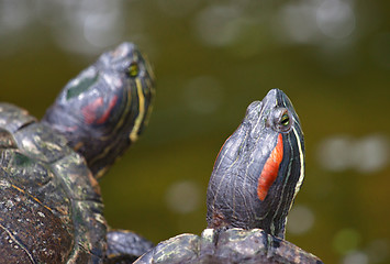 Image showing tortoises on waters edge