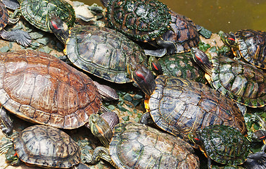 Image showing tortoises crowded together