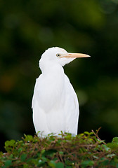 Image showing cattle egret bird on bush