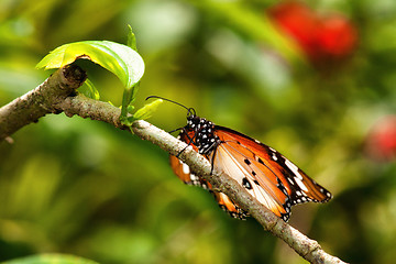 Image showing butterfly in garden
