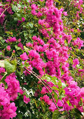 Image showing beautiful pink flowers in the garden