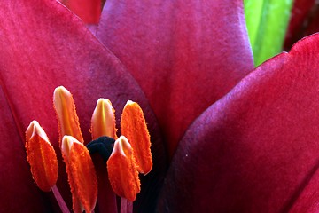 Image showing flower stamps close up