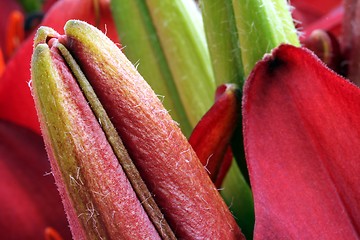 Image showing flower part close up