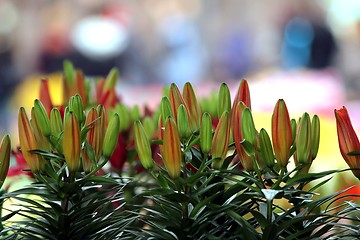 Image showing flower part close up