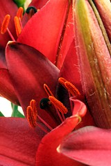 Image showing flower part close up