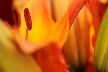 Image showing flower stamps close up