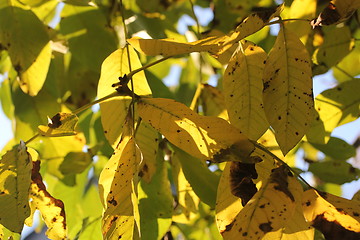 Image showing yellow sunny leafes background