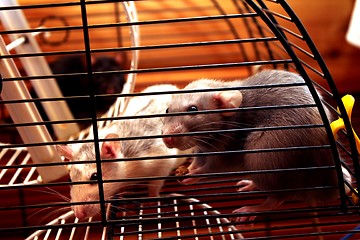 Image showing two rats in their cage