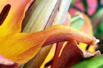 Image showing flower part close up