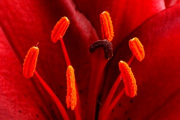 Image showing flower stamps close up