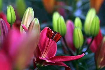 Image showing flower part close up