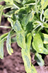 Image showing sage plant 