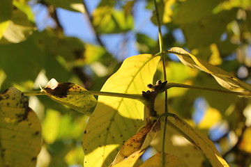 Image showing yellow sunny leafes background