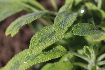 Image showing sage plant 