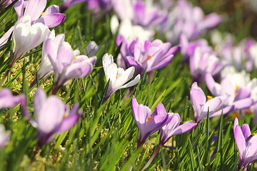 Image showing summer flower meadow