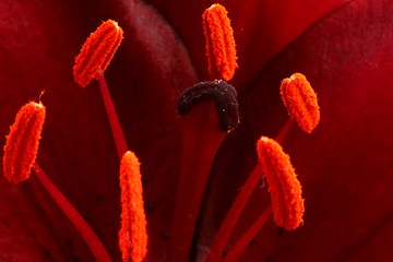 Image showing flower stamps close up