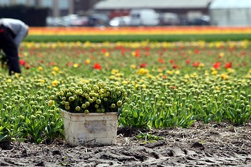 Image showing worker collecting tulip flowers