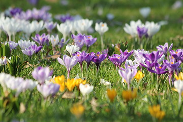 Image showing summer flower meadow