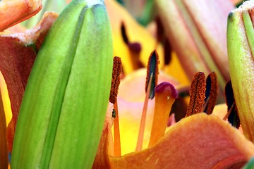 Image showing flower part close up