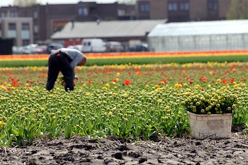 Image showing worker collecting tulip flowers