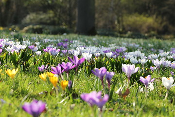 Image showing summer flower meadow