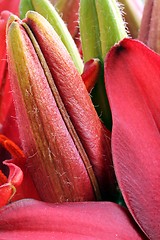 Image showing flower part close up