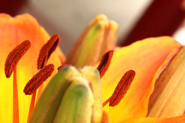 Image showing flower stamps close up