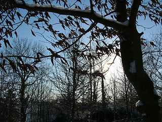 Image showing Winter Snow