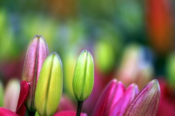 Image showing flower part close up