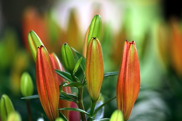 Image showing flower part close up