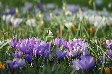 Image showing summer flower meadow