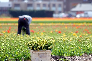 Image showing worker collecting tulip flowers